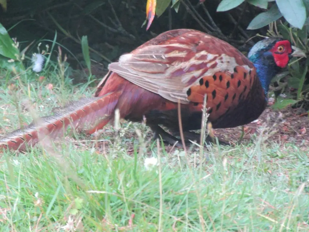 a bird is standing in the grass at Rocksite in Blairgowrie