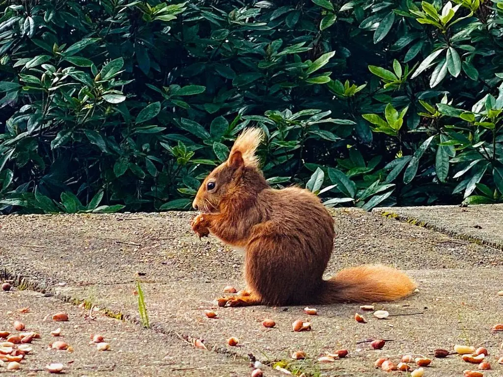 a squirrel sitting on the sidewalk eating food at Rocksite in Blairgowrie