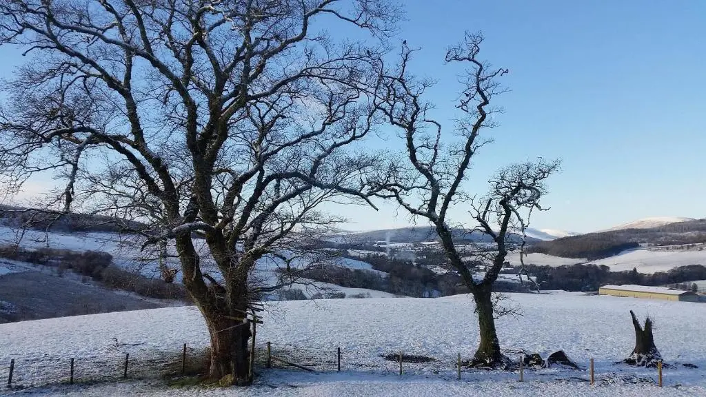 two trees in a field with snow on the ground at Broomhead Cottages in Dufftown