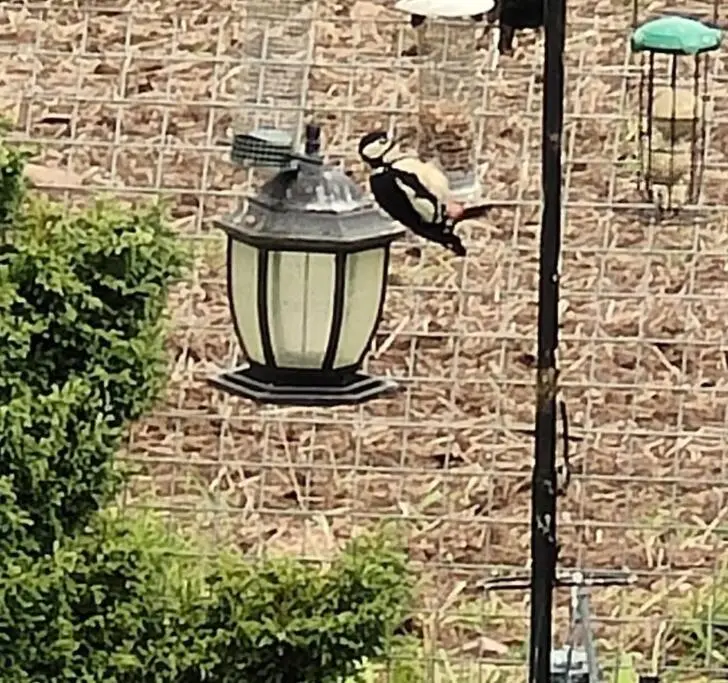 a bird perched on top of a street light at Hillhaven Lodge in Inverness