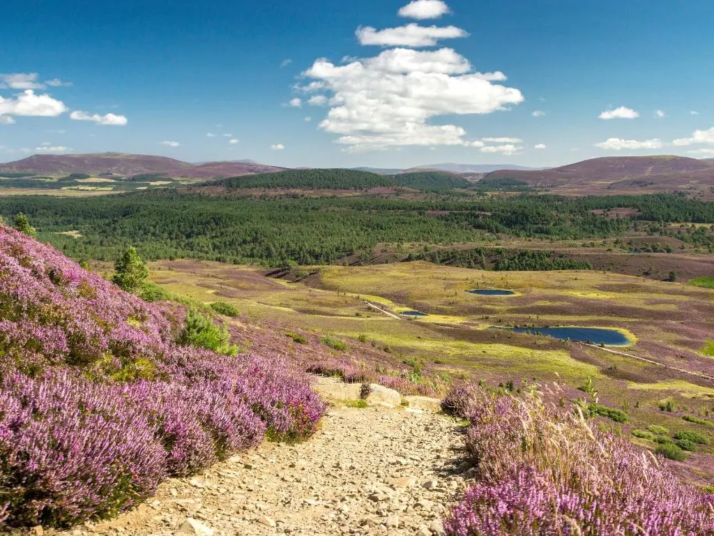 a view of a field with purple flowers on a hill at Glenrothay in Aviemore