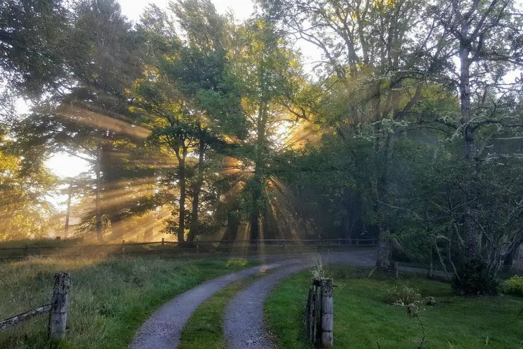 a dirt road in the middle of a field with trees at Spectacular Mountain View Ecopod in Newtonmore