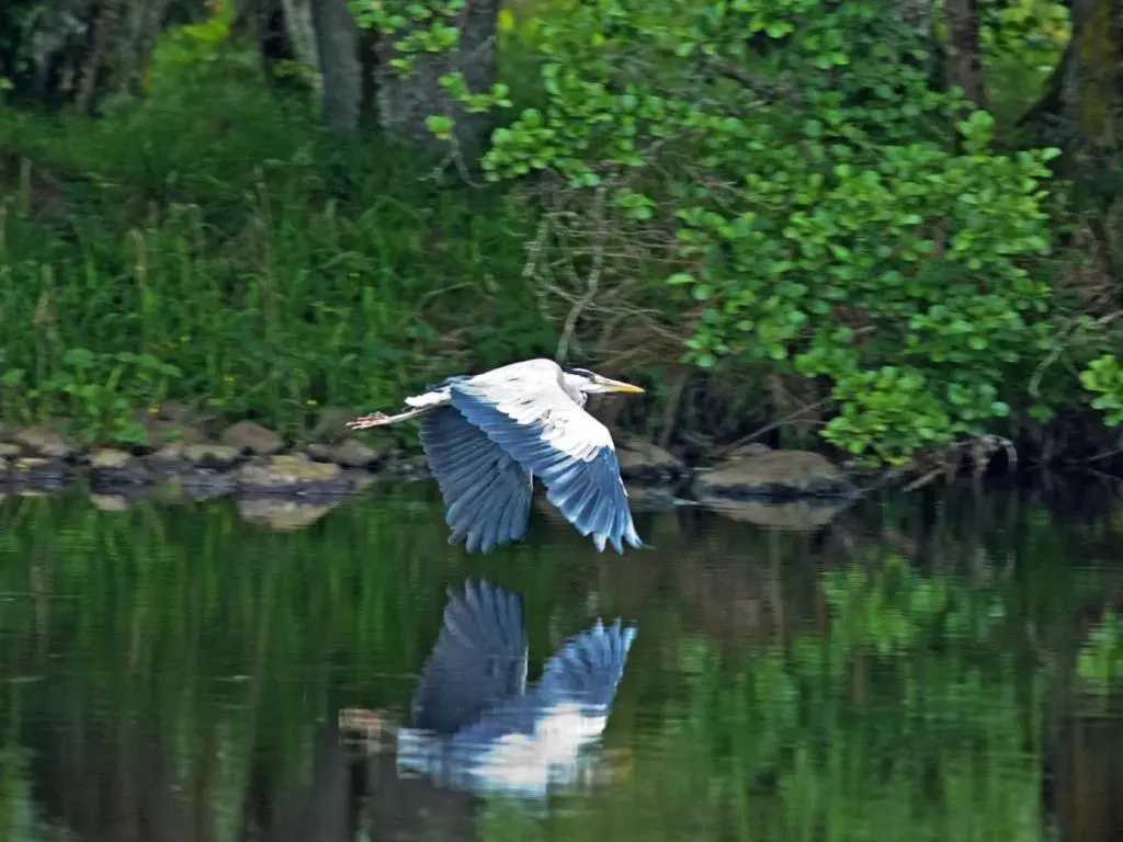 a bird flying over a body of water at Holiday Home Isle of Skye by Interhome in Contin