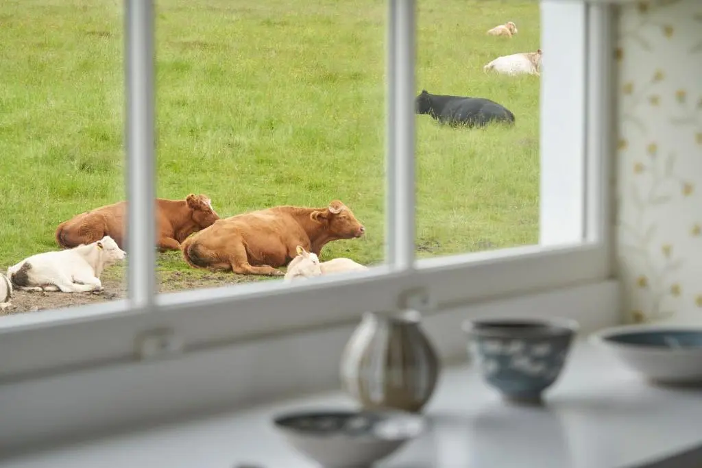 a group of cows laying in the grass through a window at Achnahatnich House in Aviemore