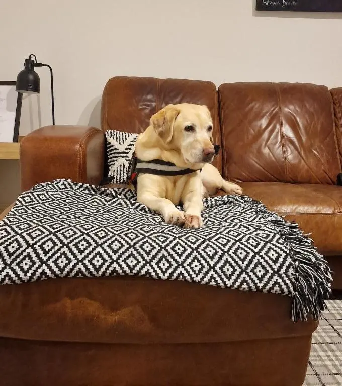 a dog sitting on a blanket on a couch at Cullen Holiday Home in Cullen