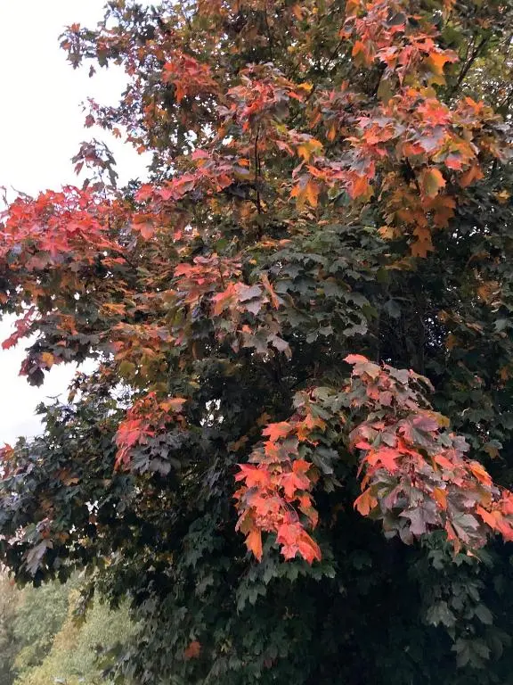 a tree with red and brown leaves on it at Smithy Cottage in Strathdon
