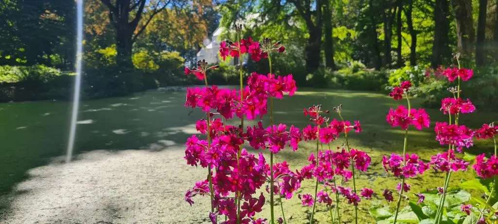 a bunch of pink flowers in a garden at Thrumster House in Wick