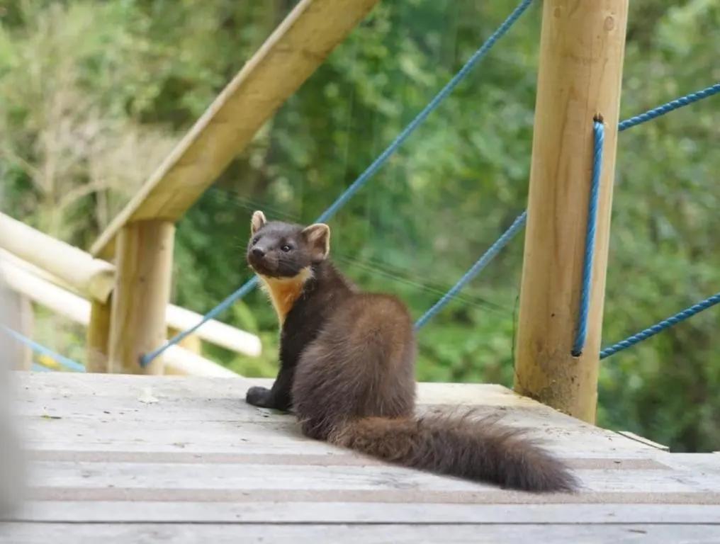 a small brown animal sitting on a wooden bridge at Finest Retreats - Cosagach Falls Cabin in Kiltarlty