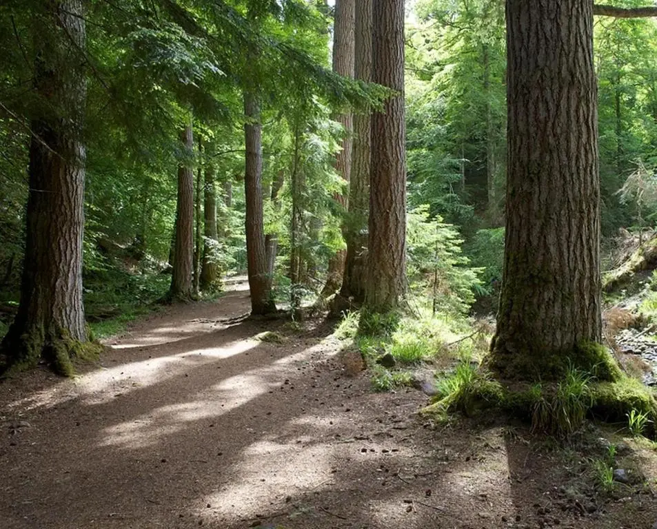 a dirt trail in a forest with trees at Satchwell Chalet on Reelig Estate - Dog Friendly in Kirkhill