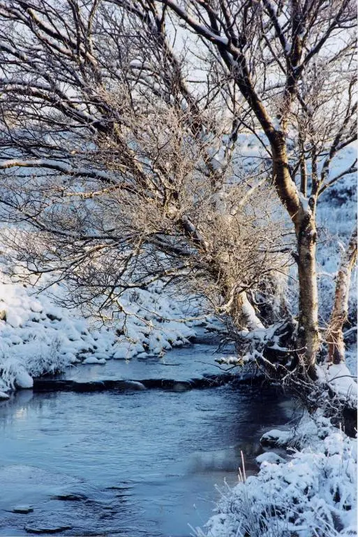 a tree in the snow next to a river at Craiglea Lodge in Latheron