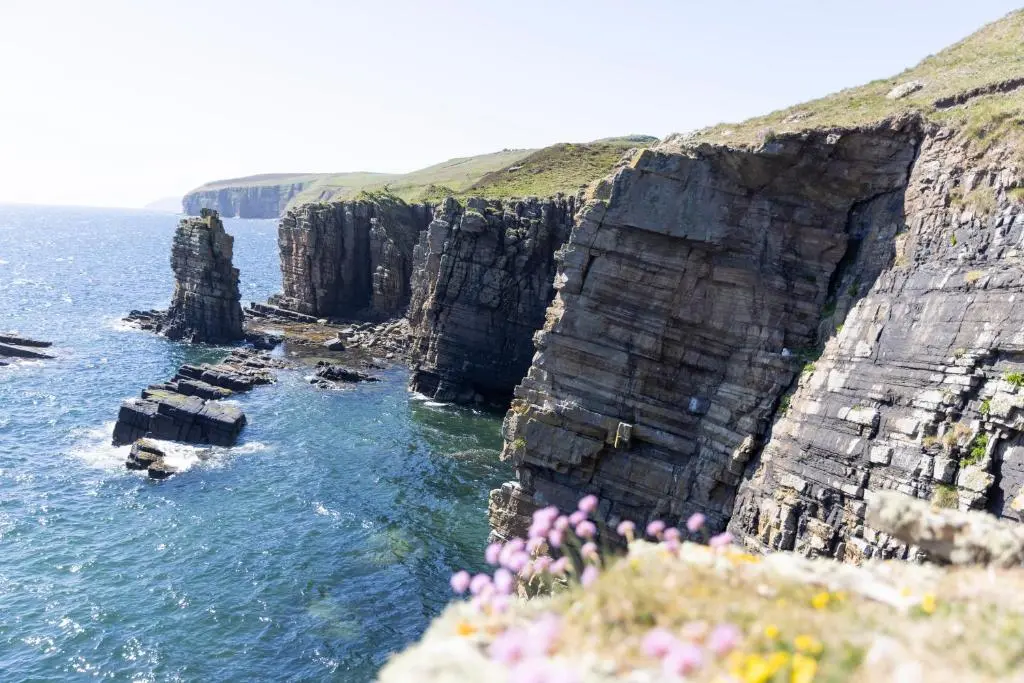 a group of rocks in the ocean with flowers at Craiglea Lodge in Latheron