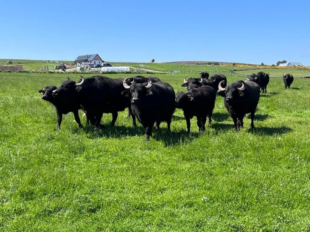 a herd of black cows standing in a field at Willow Straw Bale Cabin