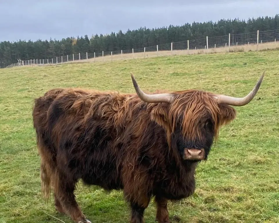 a yak with horns standing in a field at Willow Straw Bale Cabin