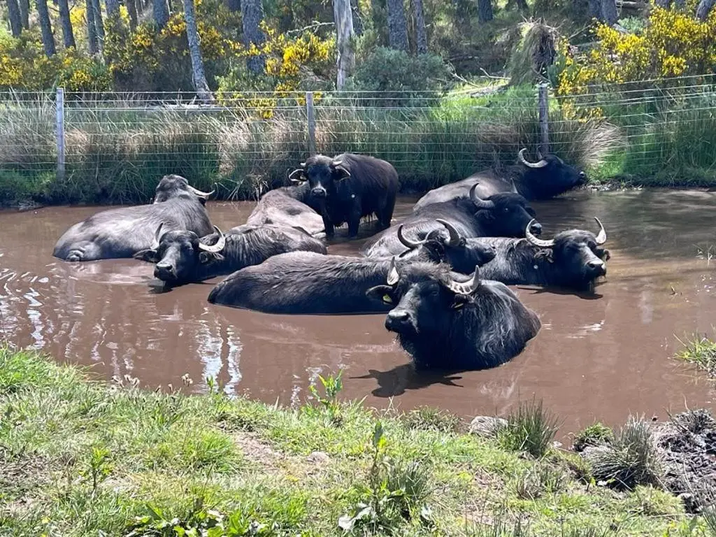 a herd of animals laying in the water at Primrose Straw Bale Cabin