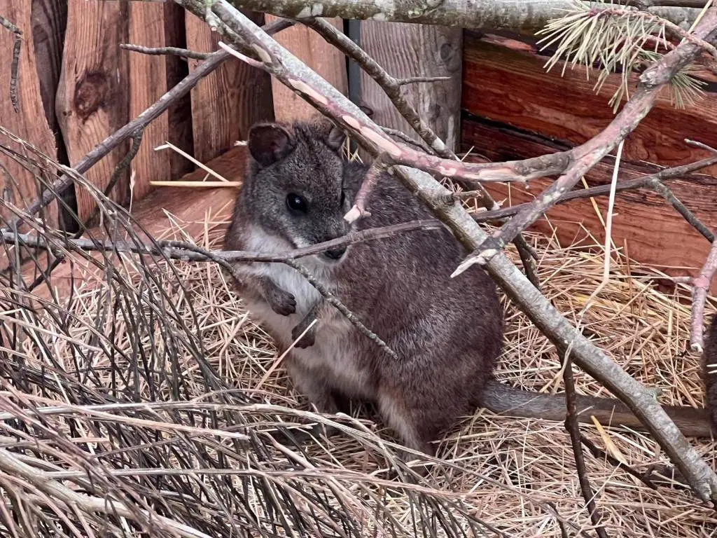 a small koala sitting on hay next to a fence at Primrose Straw Bale Cabin