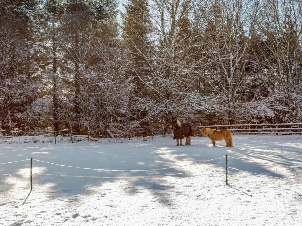 two horses and a horse standing in a snow covered field at 3 Bed in Huntly 57368 in Insch