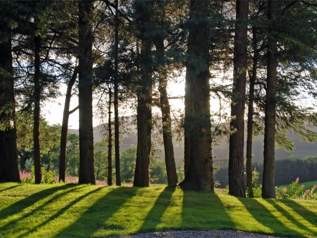 a group of trees in a grassy field at 5 Bed in Blacklunans CA409 in Cray