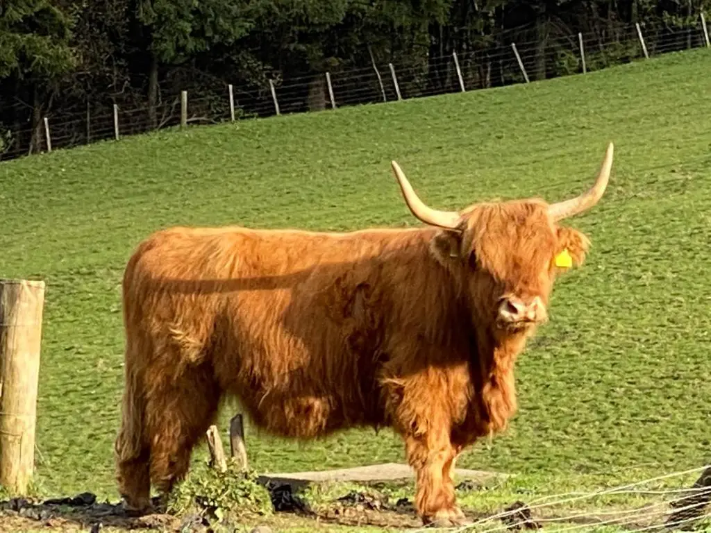 a brown cow with horns standing in a field at Lyngarrie in Dufftown