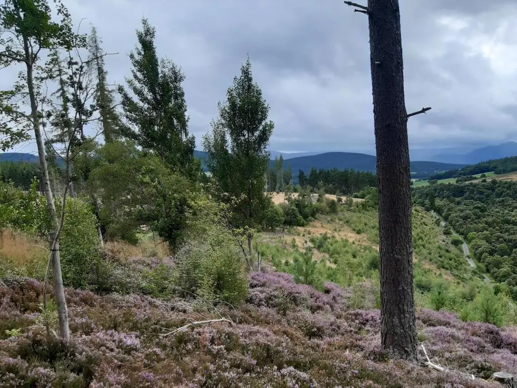 a hillside with trees and purple flowers at Cedar Cottage - Uk32633 in Grantown on Spey