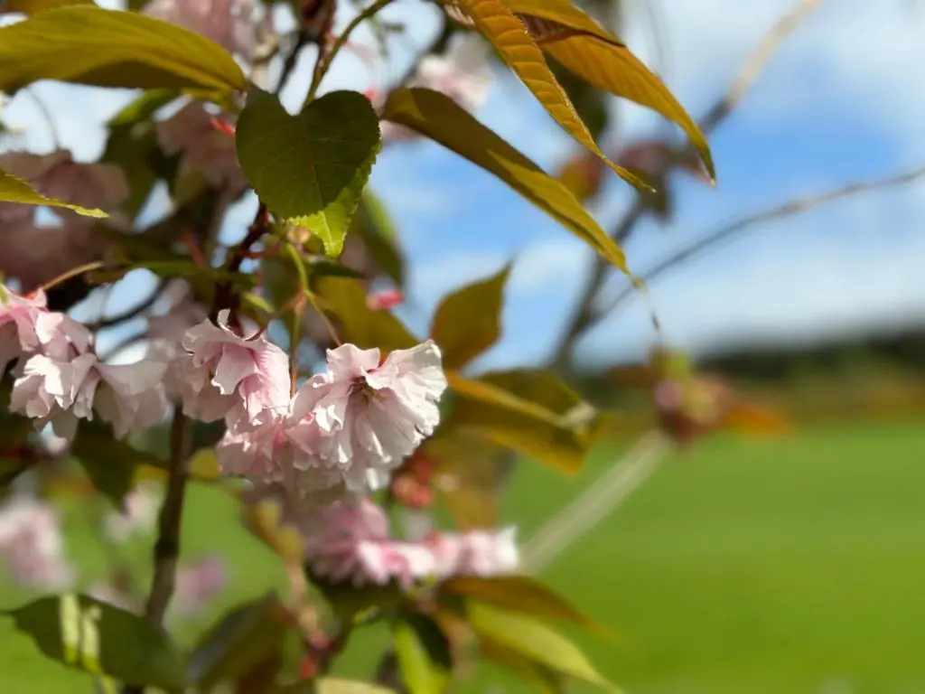 a close up of pink flowers on a tree at Awakening Alchemy Retreat Centre in Inverurie