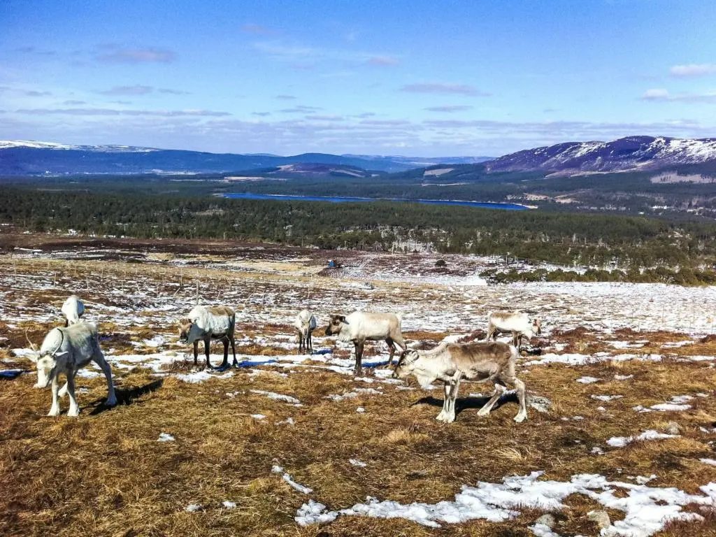a herd of animals standing on a snow covered field at Holiday Home Cosagach Cottage by Interhome in Aviemore