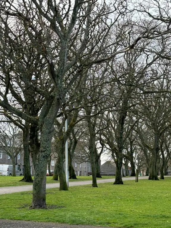 a group of trees in a park with green grass at Argyle House Wick in Wick