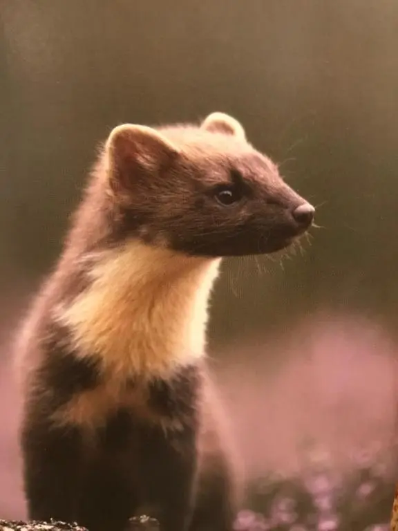 a small ferret standing on a rock at Drumguish Cottage in Kingussie
