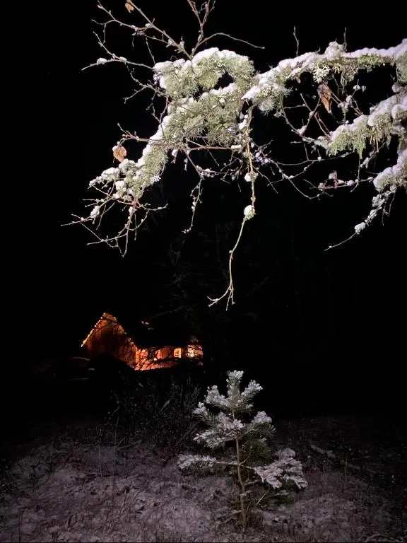 a tree with snow covered branches and a small pine tree at Drumguish Cottage in Kingussie