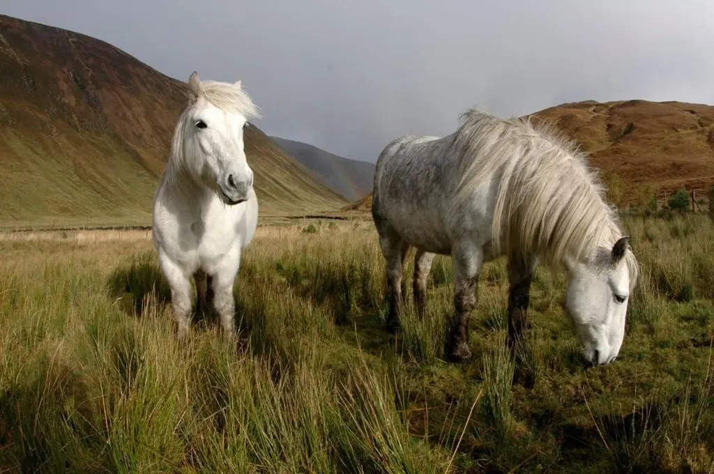 two white horses grazing in a field of grass at Caledonian Lodge in Croick