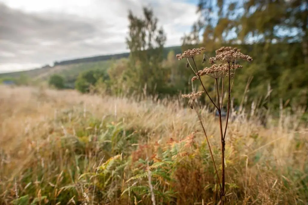 a tall plant in a field of tall grass at Greenhill Cottage in Evanton