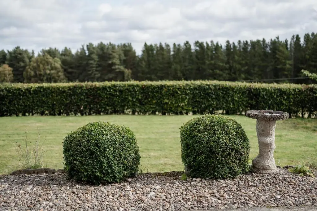 two bushes and a bird bath in a garden at The Larches in Skye of Curr