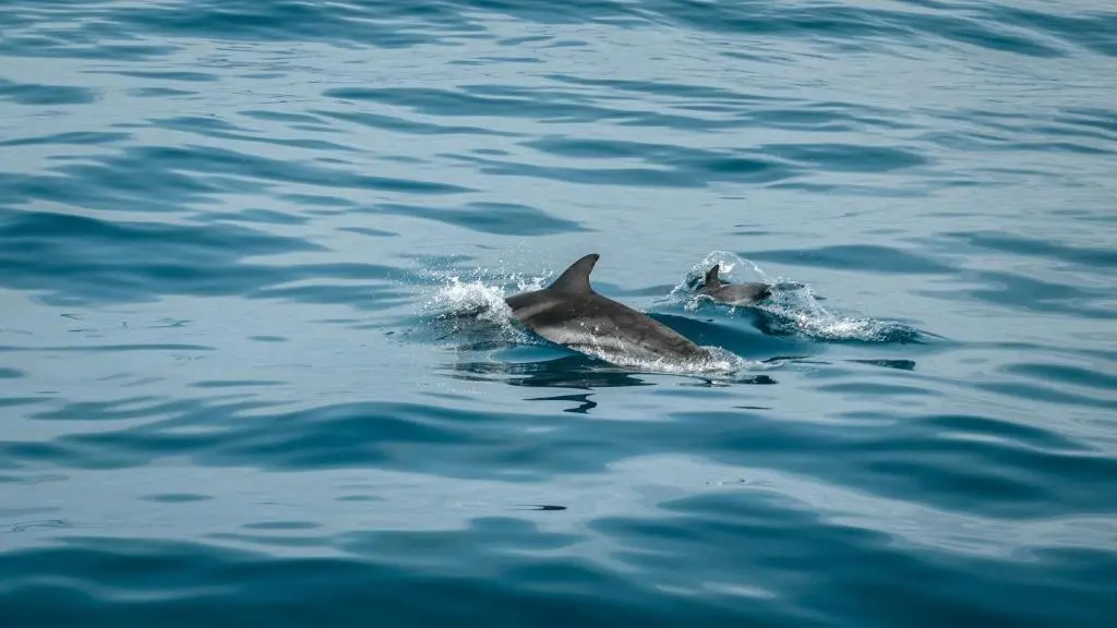 a couple of dolphins swimming in the water at Cliff Top Cottage with Sea Views in Portknockie