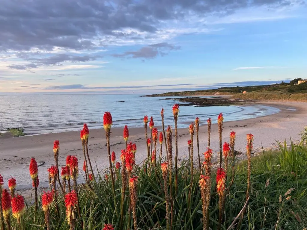 a group of red flowers on the beach at The Corner House in Hopeman
