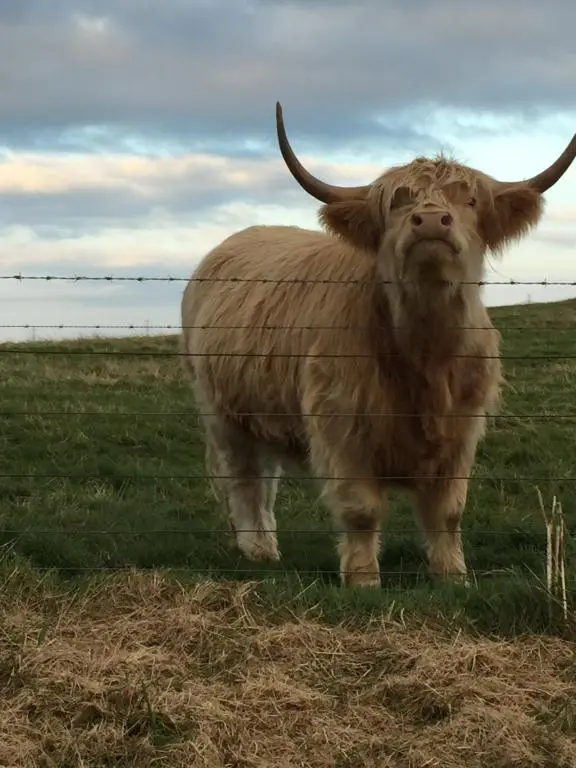 a large brown bull standing in a field at Cameron apartment Loch Ness in Fort Augustus