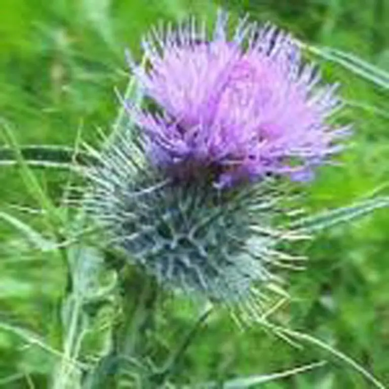 a purple burdock flower in a field of grass at Foyers House in Foyers