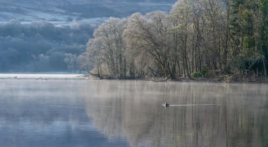 a duck swimming in the middle of a lake at The Caledonian 3 Bedroom Self Catering Apartment in historic Abbey in Fort Augustus