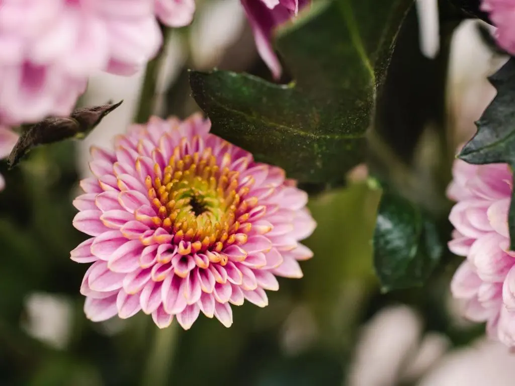 a pink flower with a bee on it at Apartment Harbour Nights Deluxe 7A by Interhome in Lossiemouth