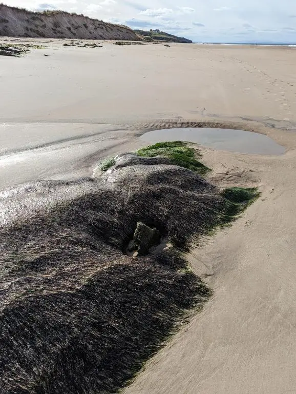 a pile of seaweed on a beach at D11 - the Dunes at Silver Sands in Lossiemouth