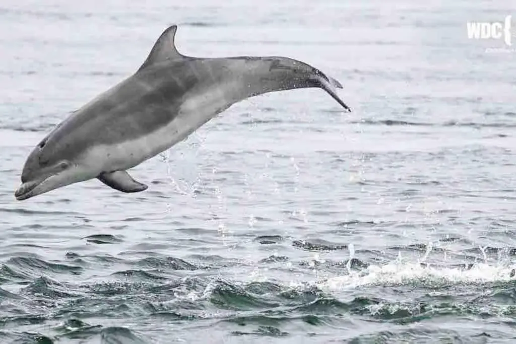 a dolphin jumping out of the water at Heather House, beautiful family home, sleeps 8 in Inverness