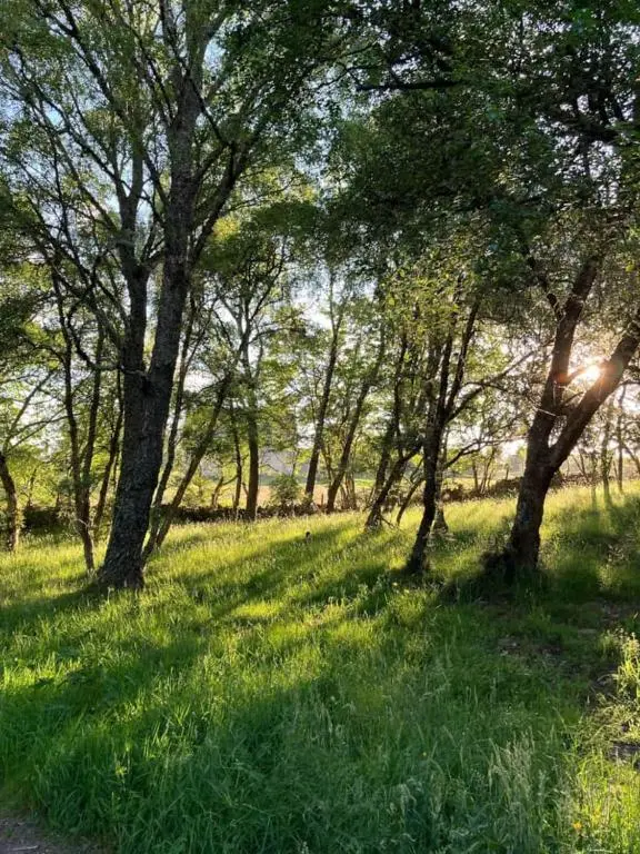 a field of grass with trees and the sun shining through at Migdale Pods Luxury Glamping in Bonar Bridge