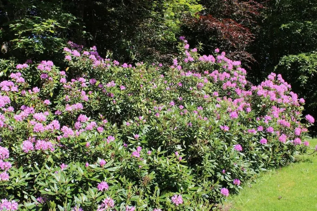 a bunch of pink flowers in a garden at Spacious Cottage in the Grounds of a Scottish Castle in Insch
