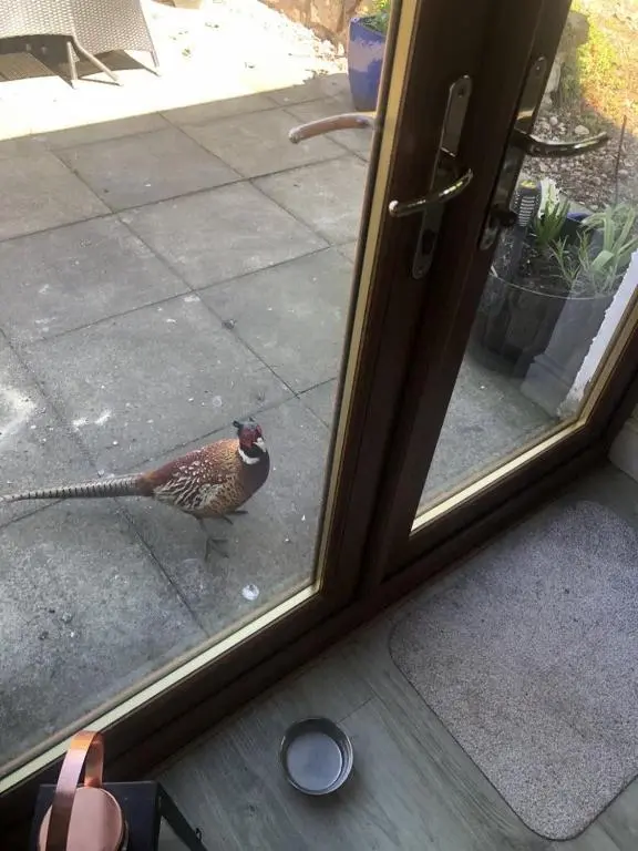 a bird standing in front of a door at Ruthven House Holiday Cottages in Kingussie