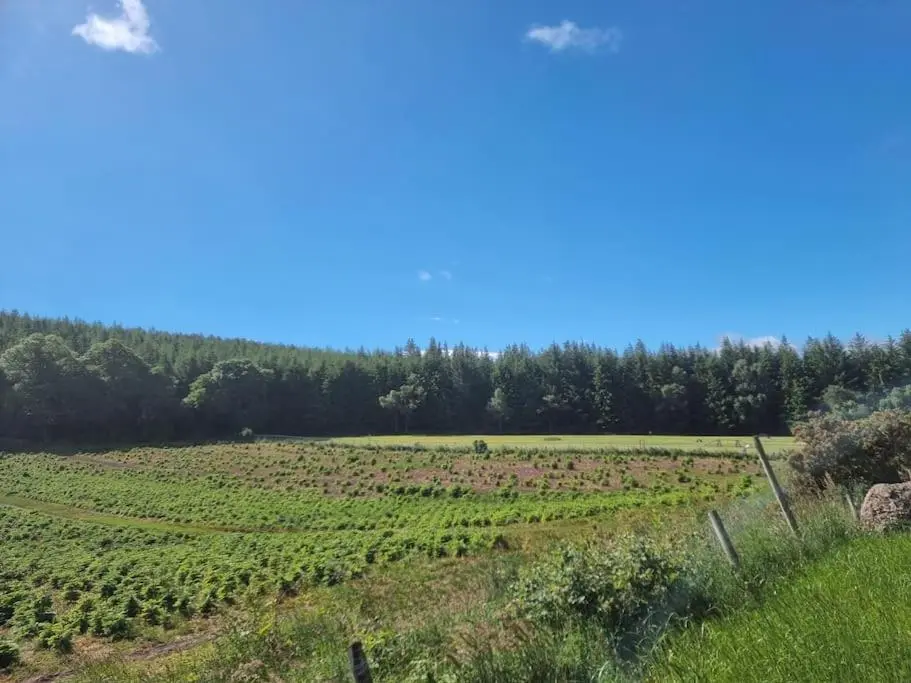 a large field of crops with trees in the background at Rowanlea Cottage in Inverness
