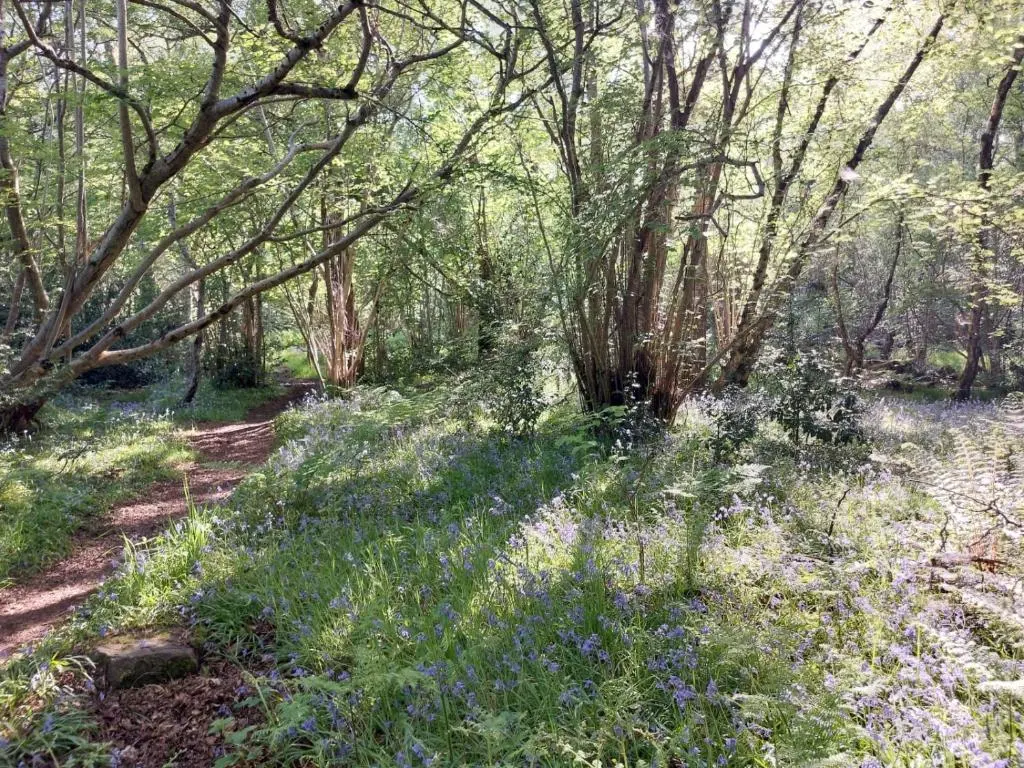 a wooded area with blue flowers and trees at Treetops - Bright 2 Bed Flat - Super Location in Inverness