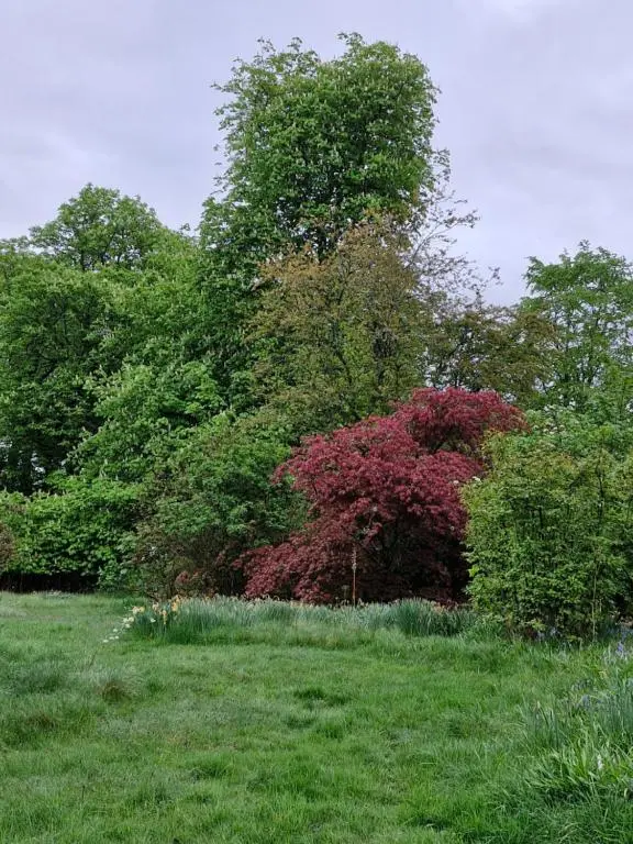 a field with some bushes and trees in the background at The Bungalow - Ardullie Lodge in Dingwall