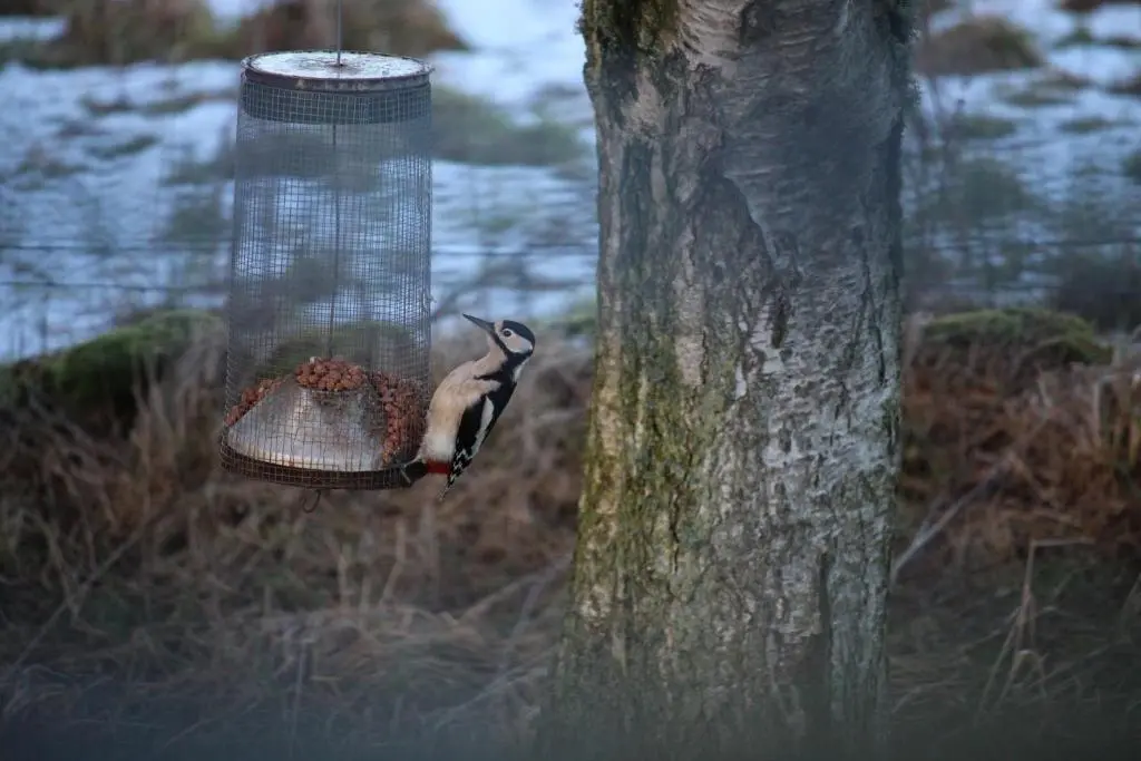 a bird eating food from a bird feeder on a tree at Lodges at the Mains in Inverness