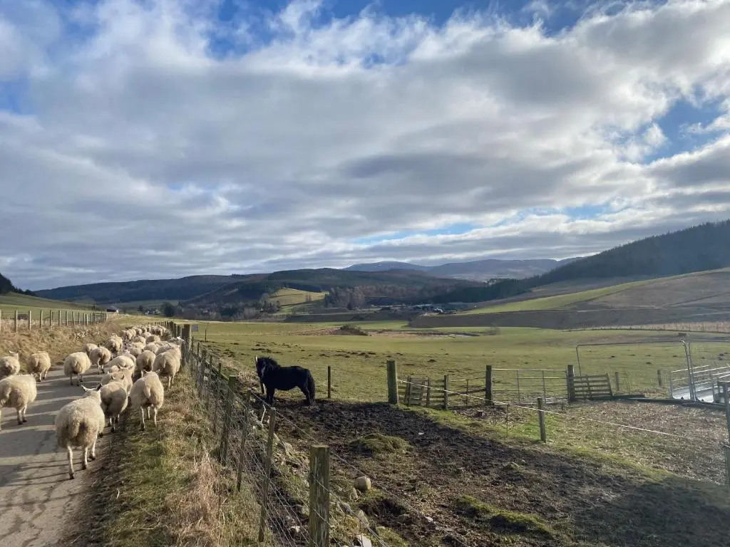a herd of sheep walking down a road with a black cow at Ledmacoy Shepherds Huts in Strathdon