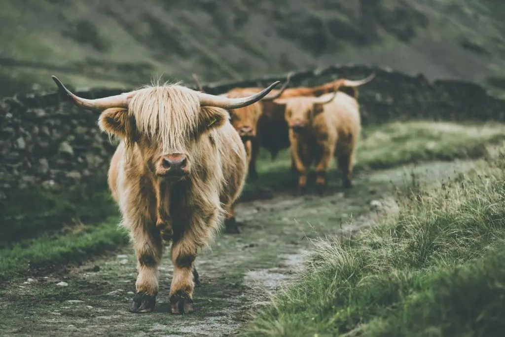 a herd of cows walking down a dirt road at Haugh Hideaway in Inverness