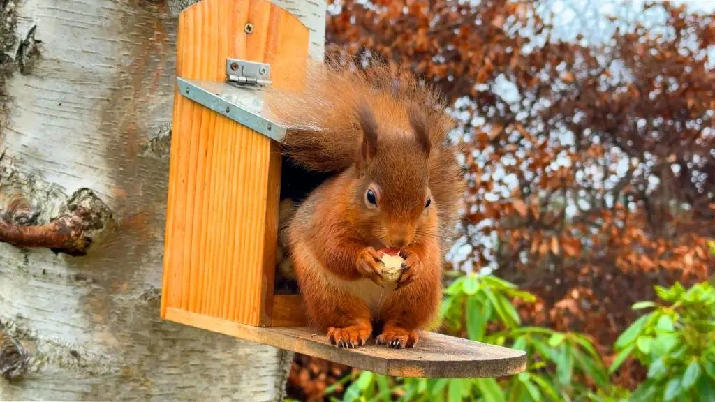 a red squirrel sitting in a wooden bird house at Drumfin Cottage in Elgin