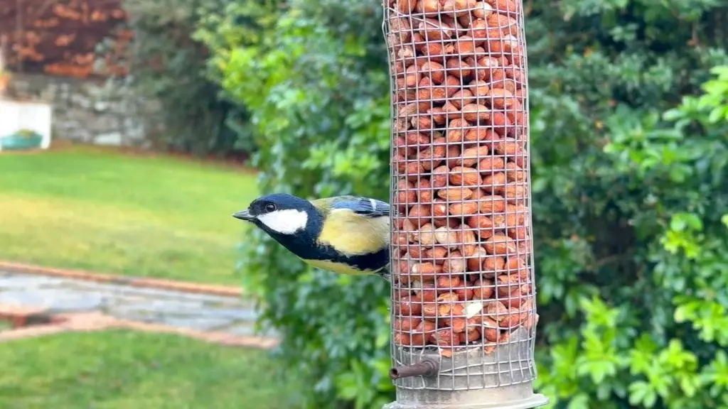 a bird sitting on top of a bird feeder at Drumfin Cottage in Elgin